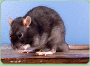 rat control St Helier