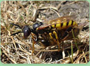 wasp control St Helier