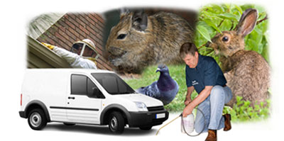 St Helier local van